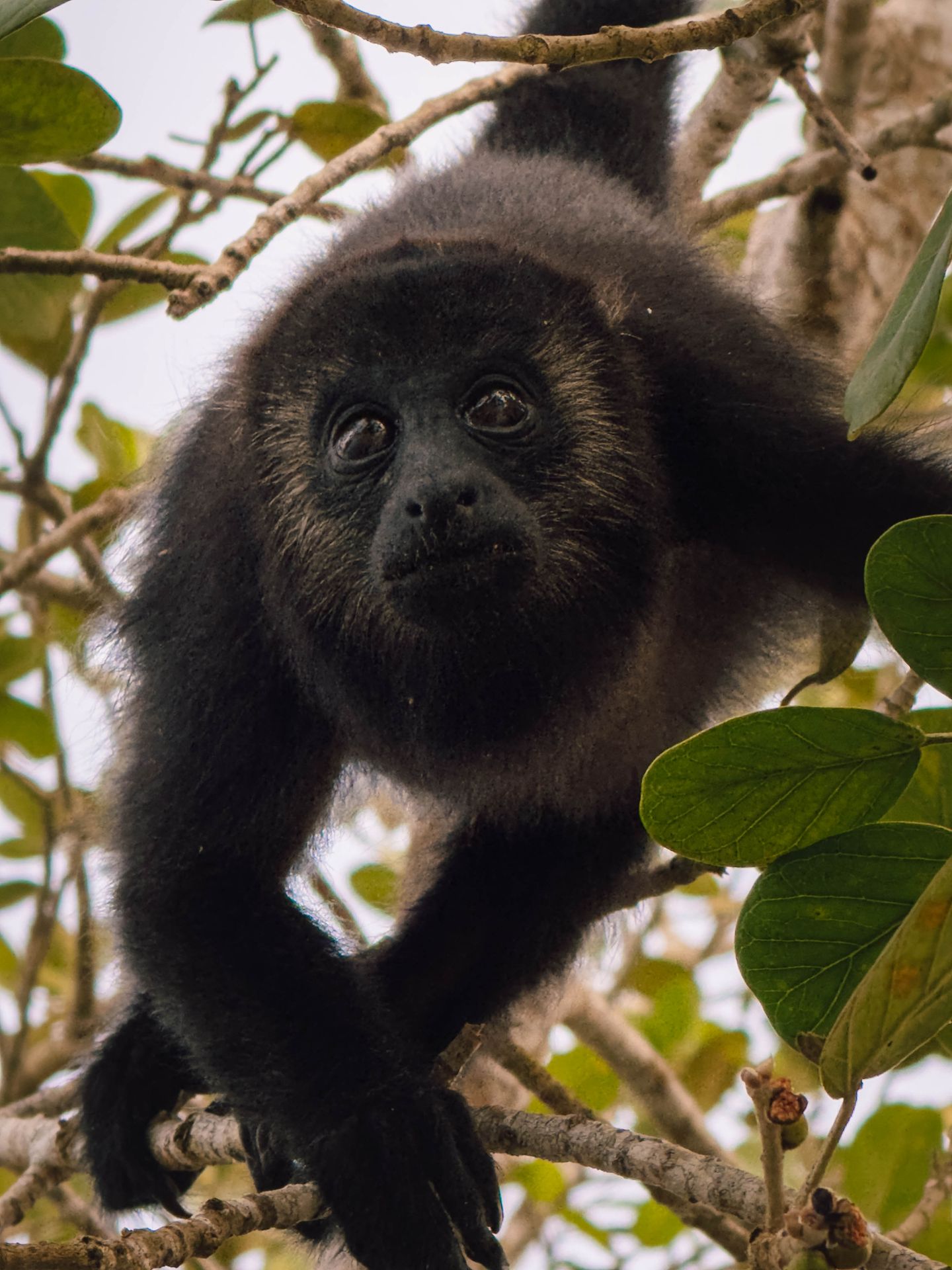 Howler Monkey Flores Guatemala - Sander Hupkes Art