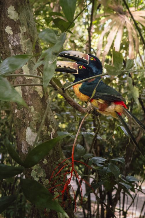 Tucans at Tikal Guatemala - Sander Hupkes Art
