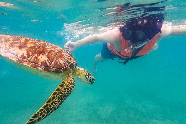 Sander Hupkes snorkeling met een zeeschildpad in Mexico